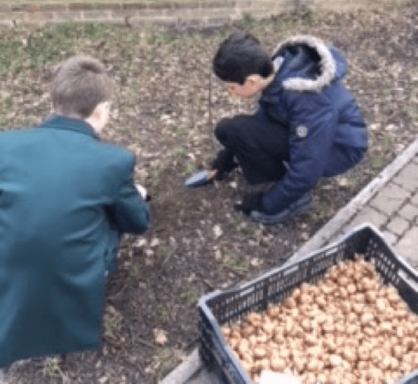 Planting Bulbs at Little Reddings School