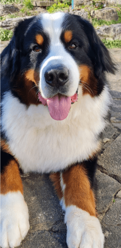 Therapy Dog Team Latest Addition